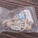 1 Strand 90cm Natural Ocean Sea Shell Conch Beads, Beach Decor, DIY Projects Materials, Jewelry Making Crafts, Scrapbooking Embellishments