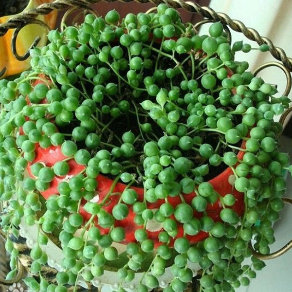 Egrow50Pcs/Bag Pearl Chlorophytum Seeds Pearl Chlorophytum Succulent Plants Bonsai Beads Seeds