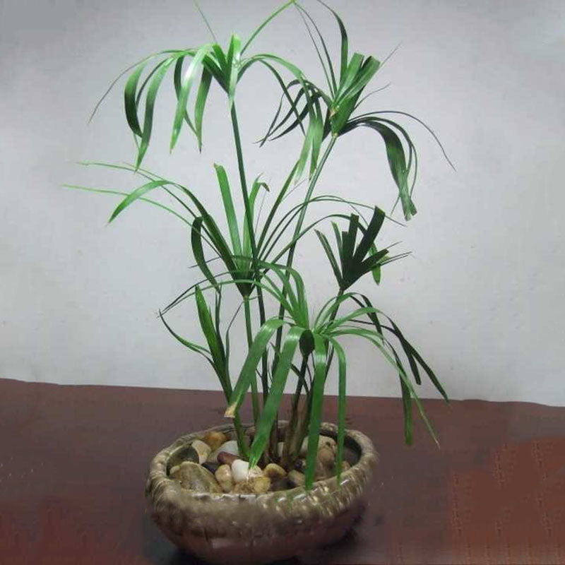 Egrow 50 Pcs/Pack Cyperus Seeds Cyperus Alternifolius Bonsai Water Aquatic Pltion Bonsai Home Beauty Hydroponics Plant Bonsai