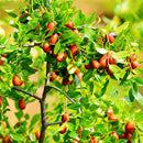 Egrow 10Pcs/Bag Jujube Seeds Real Exotic Fruit Jujube Seeds Bonsai Natural Healthy Perennial Plants