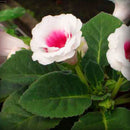 Egrow 100PCS/Pack Gloxinia Seeds 9 Colors Gloxinia Garden Perennial Flowering Plants Sinningia Speciosa Bonsai
