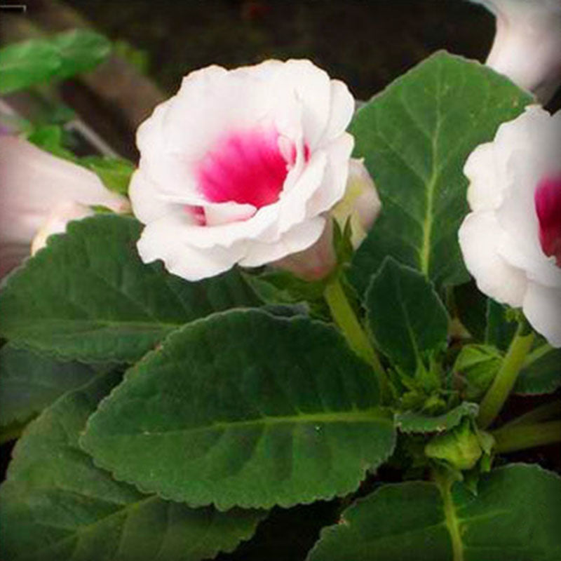 Egrow 100PCS/Pack Gloxinia Seeds 9 Colors Gloxinia Garden Perennial Flowering Plants Sinningia Speciosa Bonsai