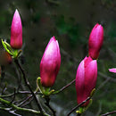 Egrow 10Pcs/Pack Magnolia Seeds Garden Light Fragrant Tree Seeds Ornamental Plants