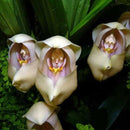 Egrow 100Pcs/Pack Angulo Seeds Asleep Angel Child Shaped Garden Seed Home Office Potted Plants