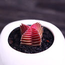 Egrow 100Pcs/Pack Succulent Lithops Plants Seeds Echeveria Succulents Flower Indoor Plant For Home Grden