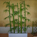 Egrow 60Pcs/Pack Chinese Mini Moso Bamboo Seeds Phyllostachys Heterocycla Courtyard Moso Bamboo for DIY Home Garden Plant