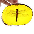 Amber Fossil Insects Dragonfly Manual Polishing Insect Specimens Decorations