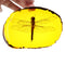 Amber Fossil Insects Dragonfly Manual Polishing Insect Specimens Decorations