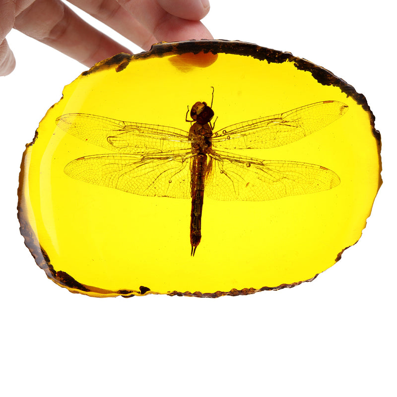 Amber Fossil Insects Dragonfly Manual Polishing Insect Specimens Decorations