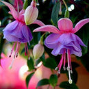 Egrow 10Pcs Fuchsia Lanterns Flower Seeds Garden Balcony Begonia Bell Pot Flower Seeds