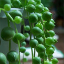 Egrow50Pcs/Bag Pearl Chlorophytum Seeds Pearl Chlorophytum Succulent Plants Bonsai Beads Seeds