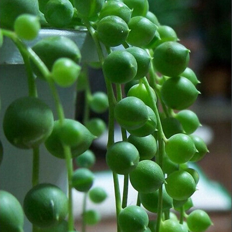 Egrow50Pcs/Bag Pearl Chlorophytum Seeds Pearl Chlorophytum Succulent Plants Bonsai Beads Seeds