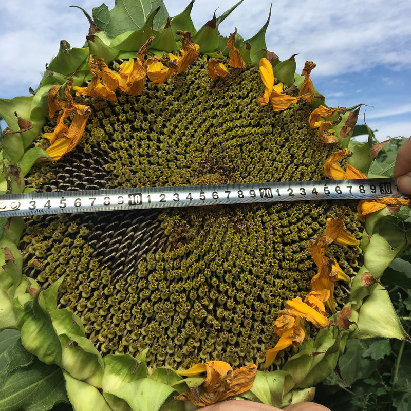 Egrow 30Pcs/Pack Giant Sunflower Seeds Home Garden Planting Ornamental Plants