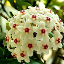 Egrow 20Pcs/Pack Hoya Seeds Potted Seed Hoya Carnosa Flower Seed Garden Plants