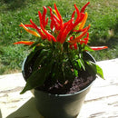 Egrow 100Pcs/Pack Pepper Seeds Hot Chilli Pepper Capsicum Vegetable Bonsai Plants for Home And Garden