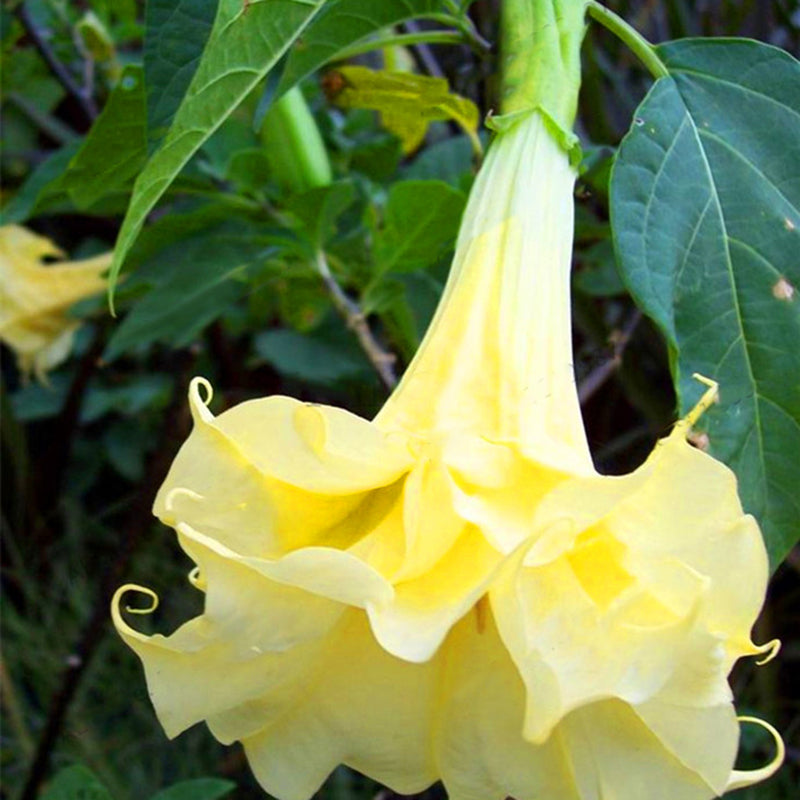 Egrow 50Pcs/Bag Brugmansia Seeds Angel Trumpet Yellow Brugmansia Seeds Huge Fragrant Trumpet Flowers