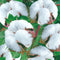 Egrow 50Pcs/Pack White Cotton Seeds Home Garden Farm Crops Plants DIY Bonsai Tree Seeds