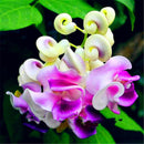 Egrow 20 PCS/Pack Snail Vine Seeds Wisteria Snail Vine Flores Bonsai DIY Home Garden Plants Pot Flowers Plantas