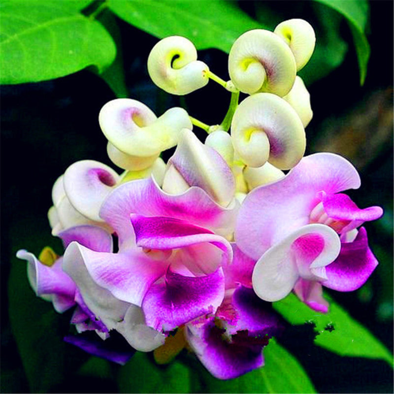Egrow 20 PCS/Pack Snail Vine Seeds Wisteria Snail Vine Flores Bonsai DIY Home Garden Plants Pot Flowers Plantas