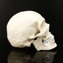 Life Size Human Anatomical Anatomy Resin Head Skeleton Lifesize Skull Medical Teaching Model