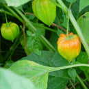 Egrow 20Pcs/pack Physalis Seeds Garden Fruit Flower Latern Golden Berry Tree Seeds