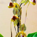 Egrow 20pcs/Bag Sementes Orchid Seeds Rare Flower Orchid Seeds For Home Garden Plants