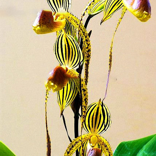 Egrow 20pcs/Bag Sementes Orchid Seeds Rare Flower Orchid Seeds For Home Garden Plants