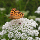 Egrow 200 Pcs/Pack Cnidium Monnieri Seeds Fructus Cnidium Home Garden Decoration