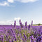 100 PCS Lavender Flower Seeds Flower Potted Plant Fast Growing Outdoor