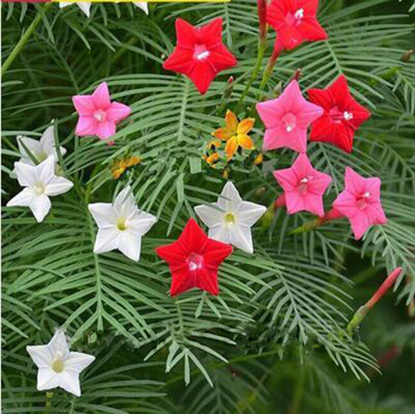 Egrow 20Pcs/Pack Cypress Vine Seeds Red White Gardening Wall Door Climbing Flowers Plants
