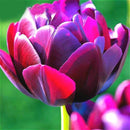 Egrow 50Pcs/Pack Colorful Tulip Seeds Garden Perennial Potted Tulip Flower Plants