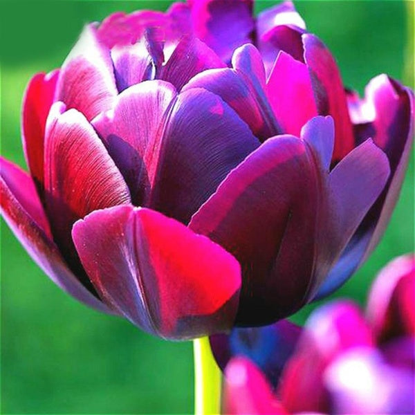 Egrow 50Pcs/Pack Colorful Tulip Seeds Garden Perennial Potted Tulip Flower Plants