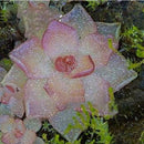 Egrow 100Pcs/Bag Insectivorous Plant Seeds Succulents Dionaea Muscipula Venus Flytrap Bonsai Seed