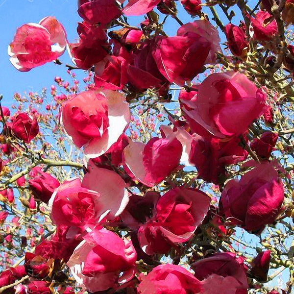 Egrow 10Pcs/Pack Magnolia Seeds Garden Light Fragrant Tree Seeds Ornamental Plants