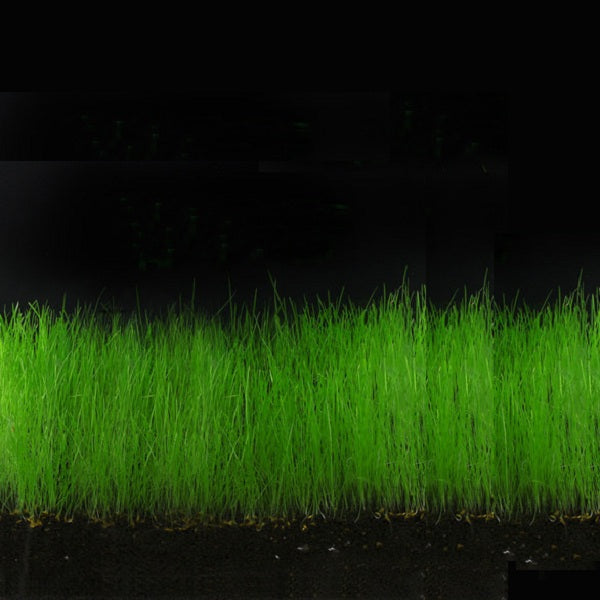 Yani Aquatic Plant Seeds Indoor Ornamental Grass Seed Grass Landscaping Decorations