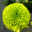 Egrow 100 Pcs/Pack Chrysanthemum Seeds Balcony Potted Rare Green Chrysanthemum Flower Garden Beautiful Potted Plant Bonsai