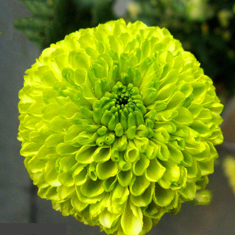 Egrow 100 Pcs/Pack Chrysanthemum Seeds Balcony Potted Rare Green Chrysanthemum Flower Garden Beautiful Potted Plant Bonsai