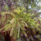 Egrow 60 Pcs/Pack Cryptomeria Fortunei Tree Seeds Cryptomeria Fortunei Tree Plant Cryptomeria Fortunei Arborvitae Grow