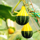 Egrow 10Pcs/Bag Pumpkin Seeds NON-GMO Edible Rare Chinese Rainbow Bulb Vegetable Fruit Bonsai Seeds