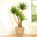 Egrow 50 Pcs/Pack Yucca Seeds DIY Potted Plants Home And Garden Pot Bonsai White Orchid Sementes Evergreen