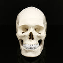 Life Size Human Anatomical Anatomy Resin Head Skeleton Lifesize Skull Medical Teaching Model