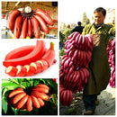 50PCS Red Banana Seeds Outdoor Perennial Interesting Plants Milk Taste Delicious Fruit Seeds