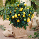 Egrow 20 Pcs/Pack Edible Yellow Lemon Seed Citrus Bonsai Home Garden Fresh Lemon Fruit Tree Seeds