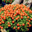 Egrow 100pcs/Bag Lamp Beads Grass Seeds Flower Seeds Garden Bonsai Plant for Home Garden Plants