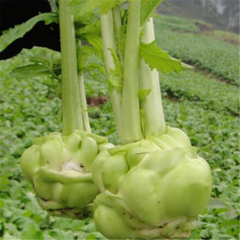 Egrow 100 Pcs/Pack Juncea Seeds Vegetable Mustard Brassica Juncea Vegetable Bonsai Seed Root Sprouts Plants For Home Garden