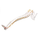 Lifesize Human Vertebral Column Model Spine Anatomy Model Vertebrae Skeleton Nerves Medical Model