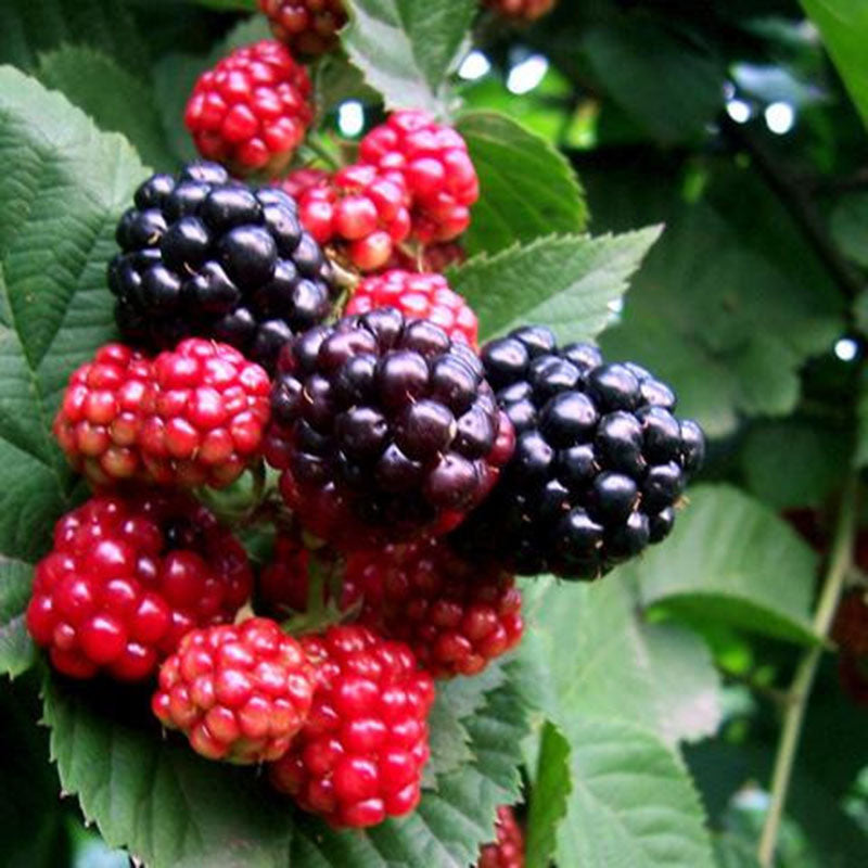 Egrow 100 Pcs/Pack Mulberry Seeds Potted Seasonal Fruit Garden Natural Health Mulberry Year Results Blackberry Bonsais