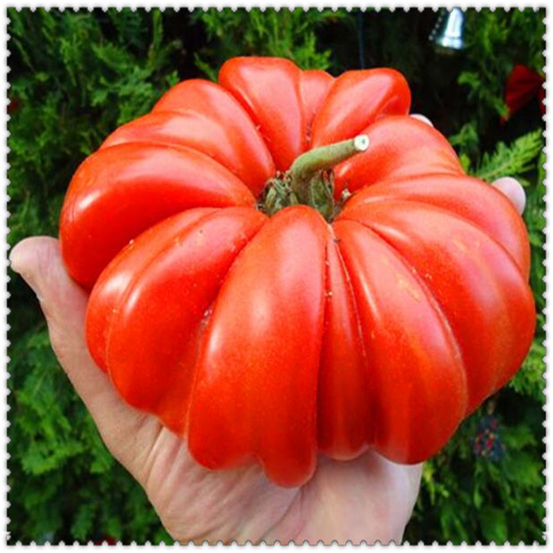 Egrow 100 Pcs/Bag Giant Tomato Seeds Plants Organic Heirloom Plants Vegetables Perennial Non-GMO Plant Pot For Home Garden Planting