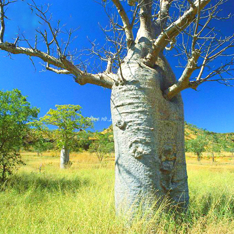 Egrow 5Pcs/Bag Adansonia Digitata Baobab Tree Seeds Rare Baobab Seeds Tropical Plant Garden Seeds