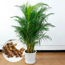 Egrow 5 Pcs/Pack Potted Bamboo Seeds Home Decoration Areca Palm Bonsai Butterfly Palm Plants Bonsai